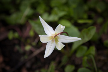 Wildflower lily forest
