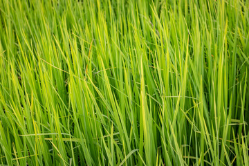Naklejka premium grass with water drops of dew