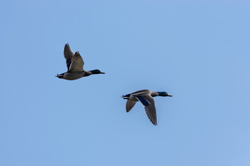 Pair of Mallard Ducks in cloudless blue sky