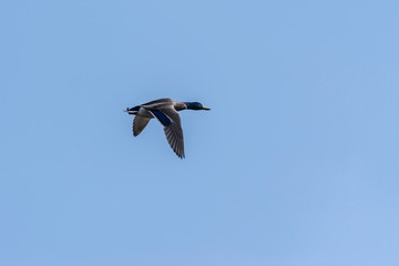 Single Mallard Duck in cloudless blue sky