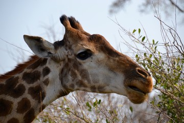 Large mature age female giraffe with dark marking on her hide grazing the treetops in Kruger National Park