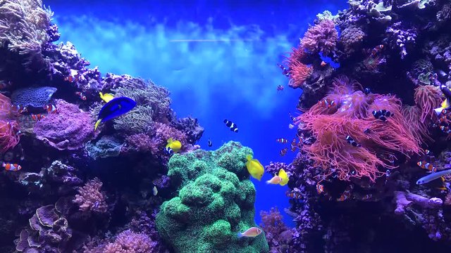 HD tropical fish aquarium footage.