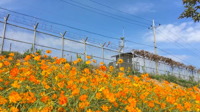 Flowers shake near barbed wires and a guard post at Imjingak by the DMZ overlooking North Korea, in Munsan, Paju, Gyeonggi-do, South Korea