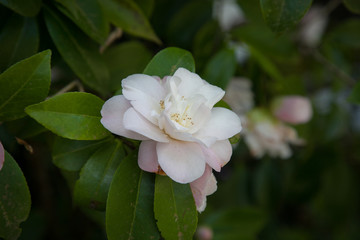 Fototapeta premium Pink magnolia