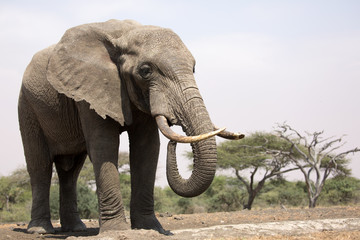 Fototapeta premium Elephants (Loxodonta africana) in Kenya Africa 