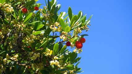 Fruits and bell-shaped white flowers on arbutus evergreen tree against blue sky background close up.