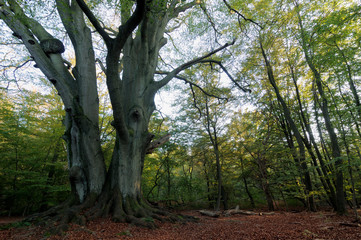 Rotbuche im Urwald Sababurg
