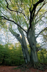 Rotbuche im Urwald Sababurg