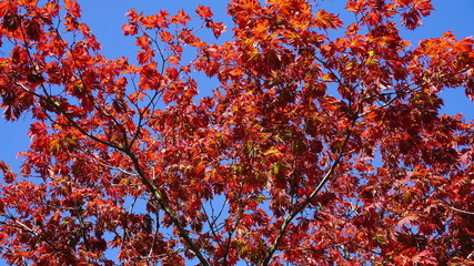 Maple trees with red leaves against blue sky. Autumnal background.