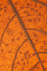 Autumn orange leaf with anatomy and structure , macro view anatomy and texture autumn leaf.