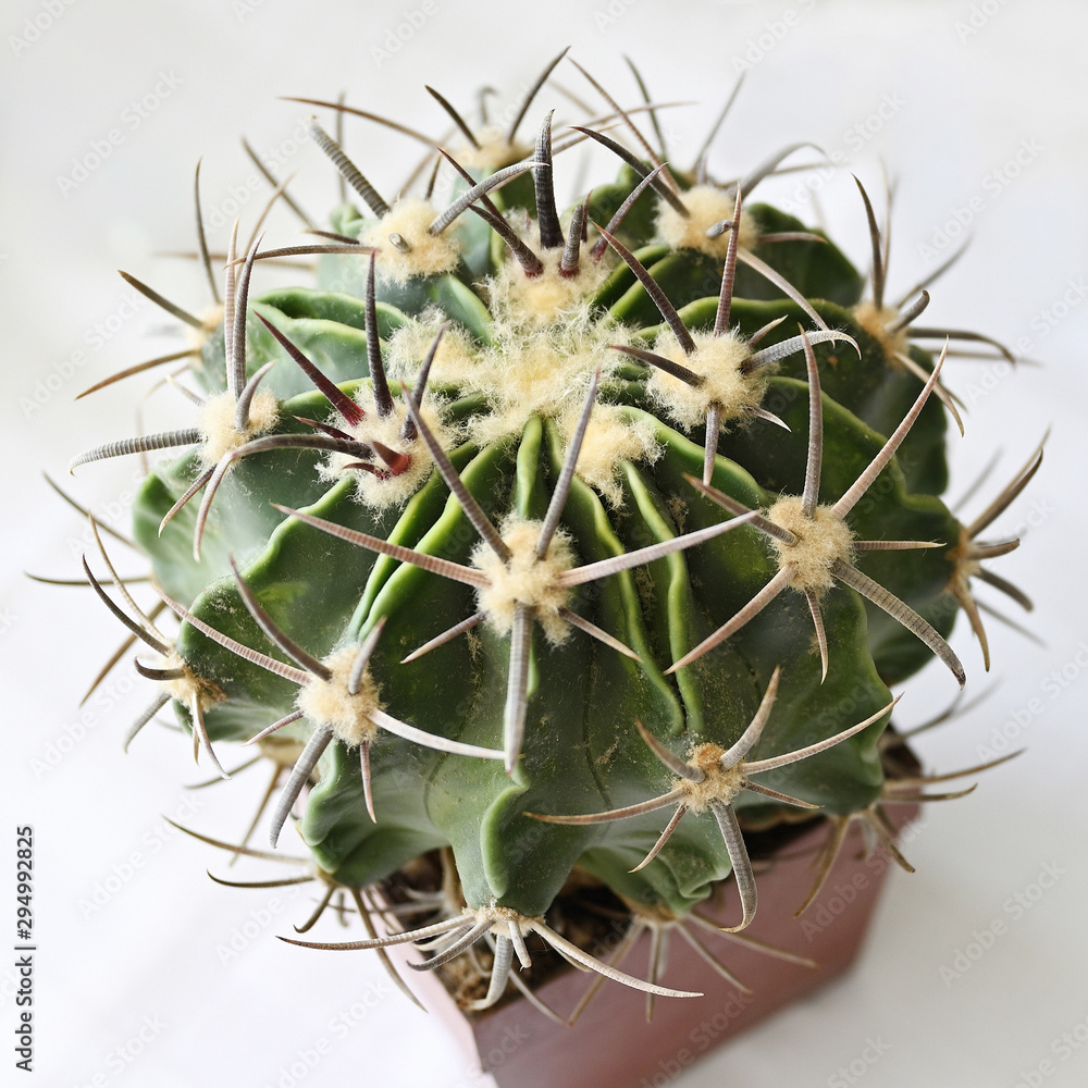 Canvas Prints cactus in a pot with spines.