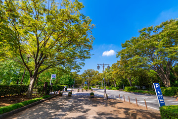 柏の葉公園通りの並木道