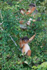 Western red colobus (Piliocolobus badius)