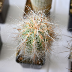 Cactus in a pot with spines.