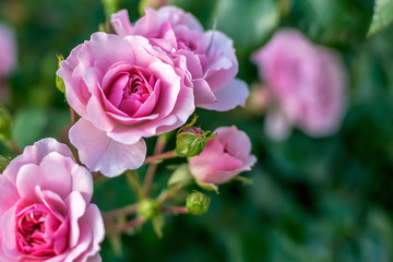 large open rose flowers on a background of indistinct foliage