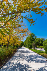 柏の葉公園の並木道