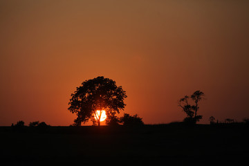 Sunrise behind tree on field