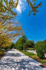 柏の葉公園の並木道