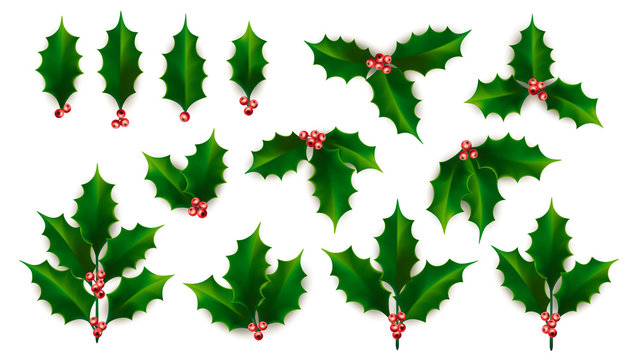 Vector Realistic Holly, Ilex Branch with Berry and Leaves, Mistletoe set. Christmas, New Year Holiday Celebration Symbol. Isolated Vector Illustration on a White Background.