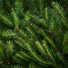 Christmas tree branches. Festive Xmas border of green branch.
