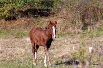 foal in field