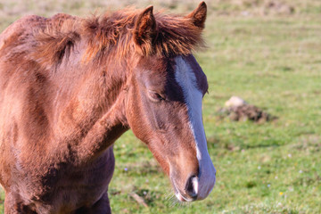 portrait of a horse