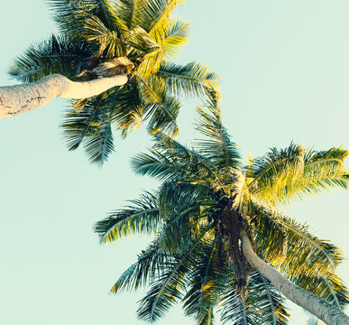 Coconut palm trees on sky background. Low Angle View. Toned image