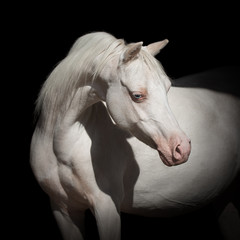 Fototapeta na wymiar Portrait of a beautiful white horse looks back on black background isolated