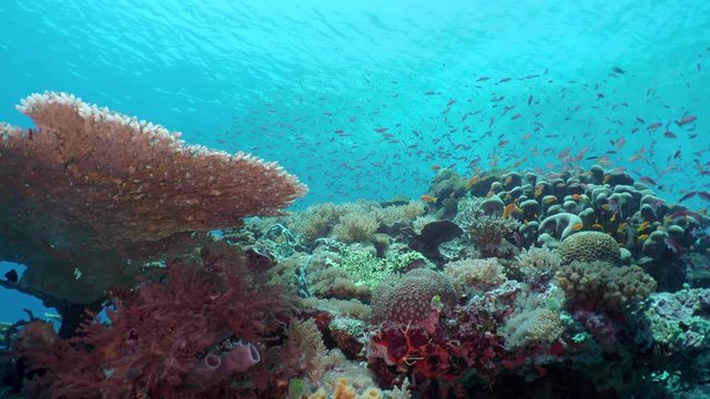A colorful coral polyp and flock of Golden sweeper (Parapriacanthus ransonneti) fish floats around the reef