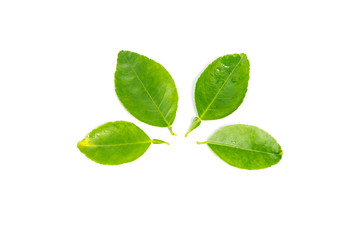 fresh green lemon leaves isolated on white background.lime leaf and green herbs Thailand.Food plants.