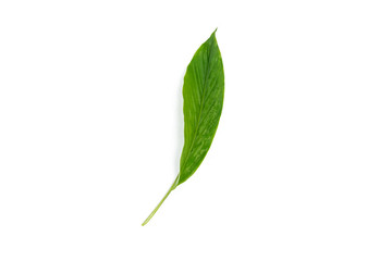 Obraz premium Green leaf isolated on white background