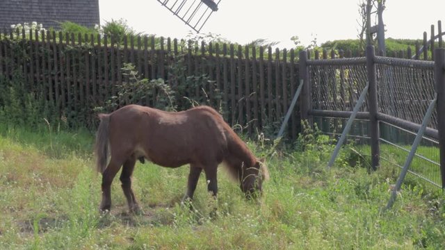 Small brown pony grazing in front of mill