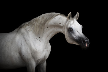 Obraz na płótnie Canvas Portrait of a beautiful white Arabian horse on black background isolated