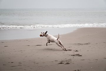 Perro jugando en la playa