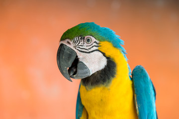 Blue, green and yellow plumage macaw close-up perched on a stick. Colombia.