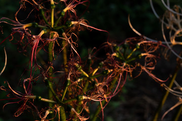 枯れたヒガンバナ