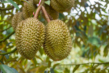 Close up durian fruit on trees.The durian is the fruit of several tree species belonging to the genus Durio. There are 30 recognised Durio species, at least nine of which produce edible fruit.