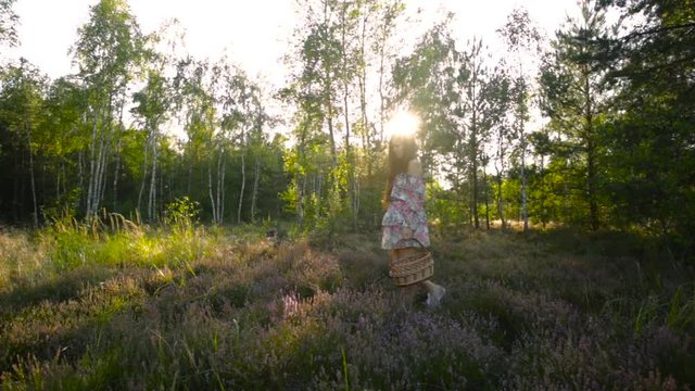Young woman with basket walks in heather flower field in sunset forest