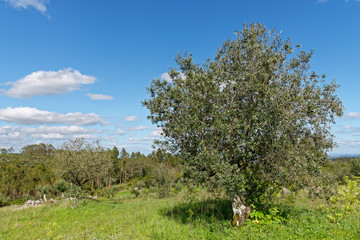 Olivenhain, Portugal