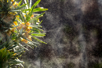Spruce branches covered with dust