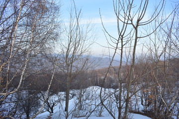 trees in winter