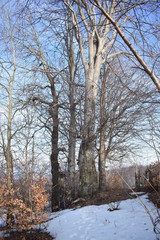 trees in winter