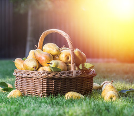 Ripe pears in the basket on the green grass.