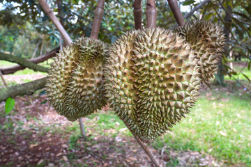 Close up durian fruit on trees.The durian is the fruit of several tree species belonging to the genus Durio. There are 30 recognised Durio species, at least nine of which produce edible fruit.