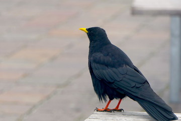 Alpendohle