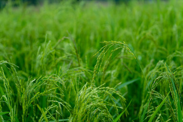 Green rice in rice fields in green tones
