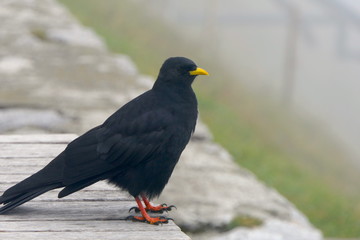 Alpendohle