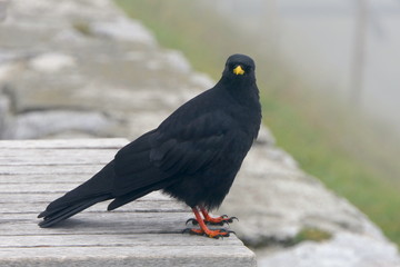 Obraz premium Alpendohle
