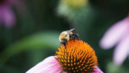 A Busy Bee and It's Daisy