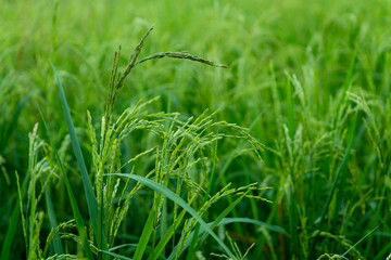 Green rice in rice fields in green tones